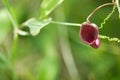 Candle flower in the foreground. Scientific name Aristolochia baetica