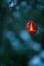 Candle lantern hanging from tree branch Royalty Free Stock Photo
