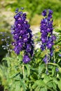 Candle larkspur, Delphinium elatum