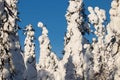 Candle-like Spruce trees covered with heavy snow and frost during a winter day