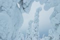 Candle-like Spruce trees covered with heavy snow and frost during a winter day