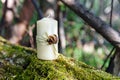 Candle on a log in the forest Royalty Free Stock Photo