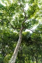 Moluccana Tree Royalty Free Stock Photo