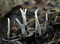 Candle Snuff Fungi - Xylaria hypoxylan