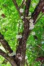 Candle tree Parmentiera cereifera flowers, vertical - Florida, USA