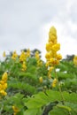 Candlebush, a wild yellow flower Royalty Free Stock Photo