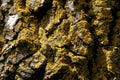 Candleflame Lichen   605284 Royalty Free Stock Photo
