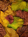 Candlenut leaf fall abstract background Royalty Free Stock Photo