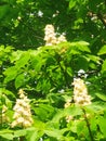 candles chestnut spring bright greens