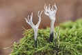 The Candlesnuff Fungus (Xylaria hypoxylon) is an inedible mushroom