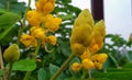 Candlestick flower,Senna alata medicinal tree poisonous yellow flowering plant.emperor`s candlesticks,candle bush,candelabra bush,