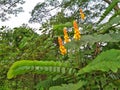 Candlestick plant (senna alata) - forest