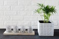 Candlesticks with the inscription home and potted plant Chamaedorea elegans near white brick wall. Royalty Free Stock Photo