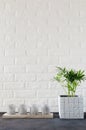 Candlesticks with the inscription home and potted plant Chamaedorea elegans near white brick wall Royalty Free Stock Photo