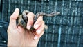 Candoia Carinata snake originating from Papua Indonesia