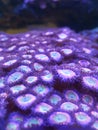 Candy apple zoa grwoth under control