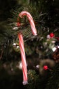 Candy Cane on Christmas Tree Decoration