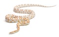 Candy cane Corn Snake or Red Rat Snake, Pantherophis guttatus Royalty Free Stock Photo