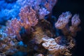 candy cane, pulsing xenia, duncan soft coral, fluorescent polyp frag propagation, live rock ecosystem in nano reef marine