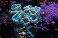 candy cane and pulsing xenia soft coral, polyp frag propagation in nano reef marine aquarium, LED blue light