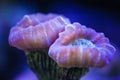 Candy Cane Trumpet Coral ( Caulastrea furcata ) Royalty Free Stock Photo