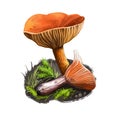 Candy cap mushroom digital art illustration. Closeup of plant growing on ground, fragilis rubidus, natural vegetable, ecology