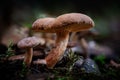 Fungi in a forest in the Dordogne
