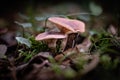 Fungi in a forest in the Dordogne