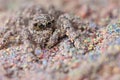 Candy-Coated Jumping Spider Royalty Free Stock Photo
