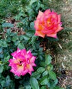 Candy pink and flaming orange tea roses