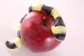 Candy snake on apple