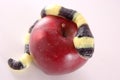 Candy snake on apple Royalty Free Stock Photo