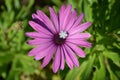 Candy snow flake star on purple Osteospermum daisy flower