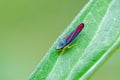 Candy-striped leafhopper on a leaf