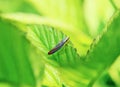 Candy striped leafhopper Royalty Free Stock Photo