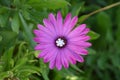 Candy snow flake star in the middle of purple Osteospermum daisy flower Royalty Free Stock Photo