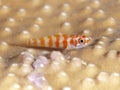 Candycane pygmy goby