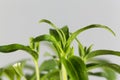 Candyleaf plant Stevia rebaudiana Royalty Free Stock Photo