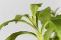 Candyleaf plant Stevia rebaudiana Royalty Free Stock Photo
