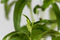Candyleaf plant Stevia rebaudiana Royalty Free Stock Photo