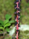 Candystick Plant - Allotropa virgata