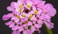 Candytuft Royalty Free Stock Photo