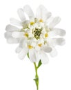 Candytuft flower Royalty Free Stock Photo