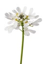 Candytuft flower Royalty Free Stock Photo