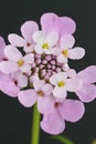 Candytuft (Iberis)