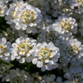 Candytuft (Iberis) in drops of dew. Royalty Free Stock Photo