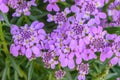 Candytuft Iberis sempervirens Absolutely Amethyst with lavender purple flowers