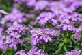 Candytuft Iberis sempervirens Absolutely Amethyst lavender purple flowers in the sun
