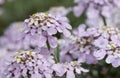 Candytuft Iberis simplex, lilac flowering Royalty Free Stock Photo