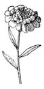 Candytuft or Iberis umbellata, vintage engraving